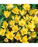 Crocus Romance 5/7 ,bulb