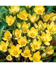 Crocus Romance 5/7 ,bulb