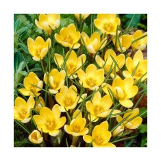 Crocus Romance 5/7 ,bulb
