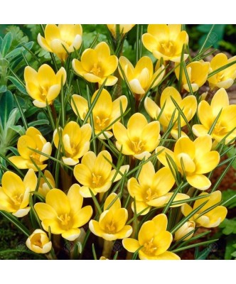 Crocus Romance 5/7 ,bulb foto