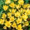 Crocus Romance 5/7 ,bulb
