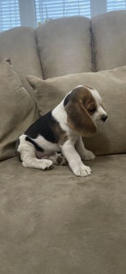 Pui de Beagle Tricolor foto