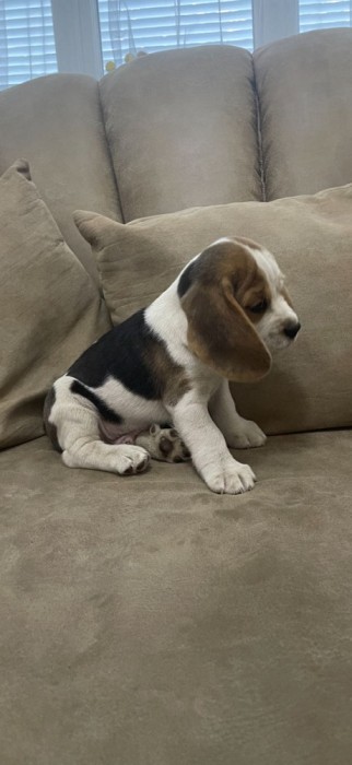 Pui de Beagle Tricolor