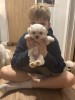 Pui maltezi disponibili., Pedigree
