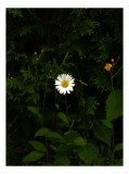 Tablou Canvas, "Margareta solitară &icirc;n umbra naturii", Floare, Margareta, Verdeață, &Icirc;ntuneric, Solitudine, Natură, Fragilitate, Contrast, Viață, Simpli