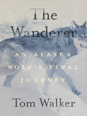 The Wanderer: An Alaska Wolf&amp;#039;s Final Journey foto