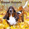 Basset Hounds 2024 Square