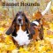 Basset Hounds 2024 Square