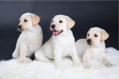 V&amp;acirc;nd labrador cu pedigree foto