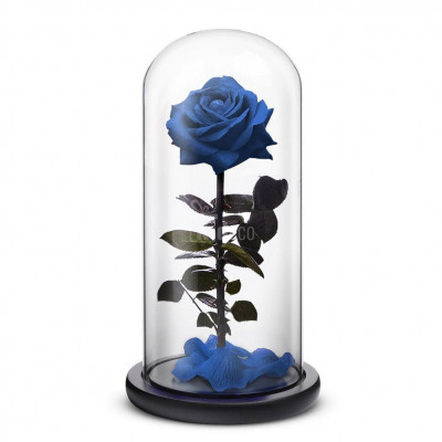 Trandafir Criogenat premium albastru &amp;Oslash;8cm in cupola 12x25cm foto