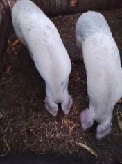 Vand 2 porci de 120-150 kg cu 16 lei kg