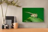 Tablou Canvas, "Molie odihnindu-se pe frunza verde", Fluture, Verde, Frunză, Aripi, Natură, Insectă, Fundal, Detaliu, Contrast, Delicat., 39 x 26 cm,