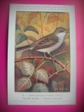 HOPCT 6277 SYLVIA COMMUNIS COMMUNIS -PASARI-FAUNA EUROPA-CP CHROMO LITHO -MUZEUL REGAL STIINTE NATURALE BELGIA-NECIRCULATA, Printata