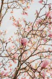 Tablou Canvas Magnolii Roz Primăvară - Artă Florală Naturală, 26 x 39 cm, CMCLASS