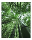 Tablou Canvas, "Intinderile verzi ale padurii de bambus", Bambus, &Icirc;nălțime, Verdeață, Natură, Pădure, Lumină, Frunziș, Vedere, Trunchiuri, Serenitate,