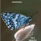 Mic Determinator De Fluturi, Eva-Maria Dreyer - Editura Casa