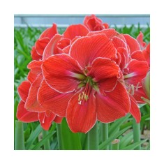 Amaryllis, Hippeastrum Magical Touch &reg;, Roz-Somon, 26/28,1 bulb