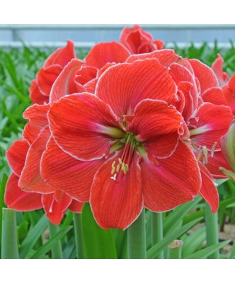 Amaryllis, Hippeastrum Magical Touch &amp;reg;, Roz-Somon, 26/28,1 bulb foto