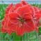 Amaryllis, Hippeastrum Magical Touch &reg;, Roz-Somon, 26/28,1 bulb