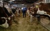 Ferme de vaci germania
