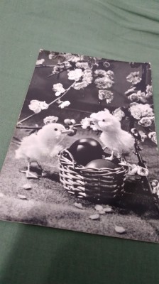 CARTE POSTALA FELICITARE CIRCULATA foto