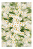 Tablou Canvas, "Dansul eteric al margaretelor &icirc;n floare", Flori, Margarete, Mișcare, Energie, Culori, Natură, Vise, Artă, 26 x 39 cm, CMCLASS