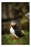 Tablou Canvas, "Papagal de mare &icirc;n iarba verde", Puffin, Iarbă, Cioc, Penaj, Natură, Solitar, Frumusețe, Liniște, Observație, Curiozitate, Mediu, 26 x