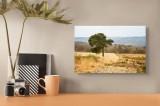 Tablou Canvas, "Singuraticul arbore pe dealul arid", Copac, C&acirc;mpie, Cer, Natural, Pădure, Peisaj, Verde, Solitar, Relaxare, Serenitate, 39 x 26 cm, CM