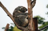 Tablou Canvas, "Koala odihnindu-se pe ramură uscată", Koala, Ramură, Relaxare, Blană, Natură, Somn, Arbori, Eucalipt, Liniște., 39 x 26 cm, CMCLASS