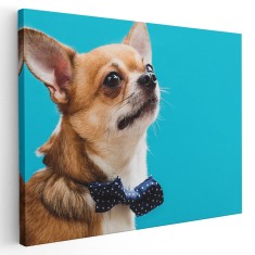 Tablou caine Chihuahua cu papion albastru Tablou canvas pe panza CU RAMA 20x30 cm