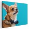 Tablou caine Chihuahua cu papion albastru Tablou canvas pe panza CU RAMA 30x40 cm
