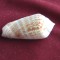 Cochilie melc - OLIVA SAYANA (SCO)
