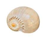 COCHILIE MARE MELC, MELO AMPHORA
