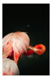 Tablou Canvas, "Flamingo &icirc;n moment de reflecție rozalie", Penaj, Flamingo, Eleganță, Roz, Acceptabilă, 26 x 39 cm, CMCLASS