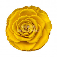 Trandafiri Criogenati BELLA YEL-02 (Ø7,5-8cm, set 4 buc /cutie)