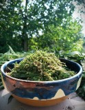 Seminte Urzica Vie (Urtica Dioica) Premium, Recolta Manuala, Zone Nepoluate, Detoxifiere, Energie, Vitalitate, Regim Vegan/Raw-Vegan
