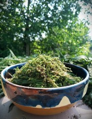 Seminte de urzica vie (Urtica dioica)