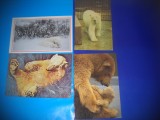 HOPCT LOT NR 419 URS/URSI POLARI -FAUNA -4 CARTI POSTALE-NECIRCULATE, Necirculata, Printata