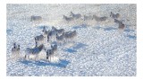 Tablou Canvas, "Zebrele pe c&acirc;mpul de zăpadă", Zebre, Zăpadă, Grupa, Natură, Linie, Contrast, Peisaj, Alb, Negru, Afacere, Culoare, Videcylmaj, Antilop