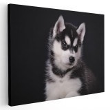 Tablou caine Husky siberian Tablou canvas pe panza CU RAMA 20x30 cm