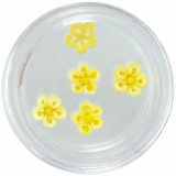Decorațiuni unghii - flori acrilice, galbene și albe, cu centrul galben, INGINAILS