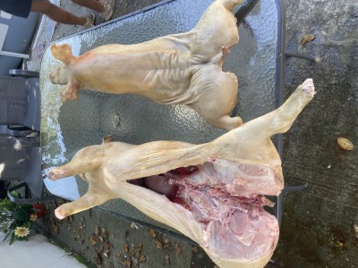 Porci rotisor foto
