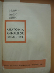 V. GHETIE - ANATOMIA ANIMALELOR DOMESTICE - 1967 ( stare proasta ) foto