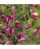 Cytisus Burkwoodii C2