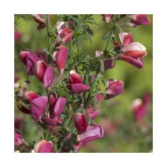 Cytisus Burkwoodii C2