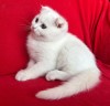 Pisoi Scottish Fold Shorthair. Un ghemotoc de fericire (Pedigree)
