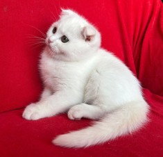Pisoi Scottish Fold Shorthair. Un ghemotoc de fericire (Pedigree)