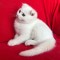Pisoi Scottish Fold Shorthair. Un ghemotoc de fericire (Pedigree)