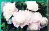 Cartelă telefonică Romtelecom Floral 10 lei 100.000 unități L8TPWC exp. 01.10.2008 Bujori albi Flori Plante