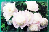 Cartelă telefonică Romtelecom Floral 10 lei 100.000 unități L8TPWC exp. 01.10.2008 Bujori albi Flori Plante